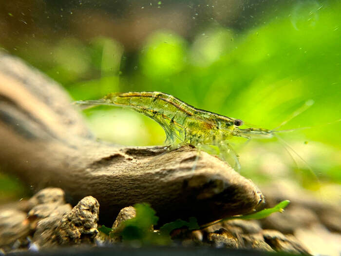 Camarao Neocaridina