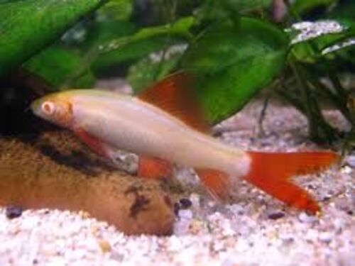 Labeo Frenatus Albino 3-4cm
