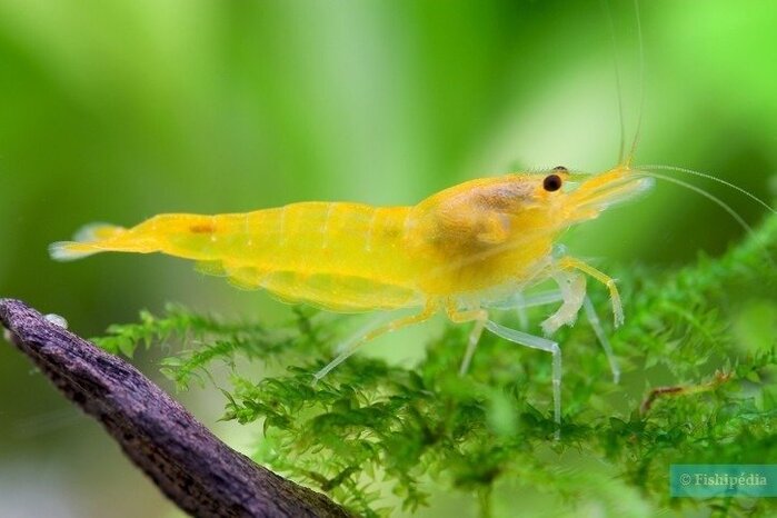 Camarao Neocaridina Yellow