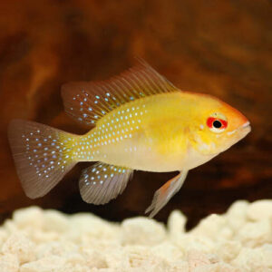 Ramirezi Gold 2-4cm