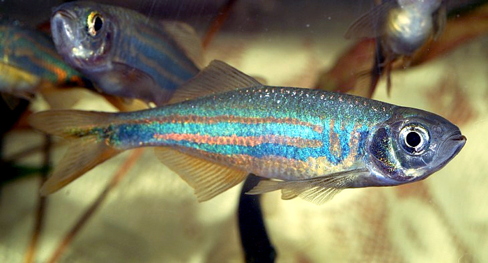 Danio Malabaricus 2-3cm