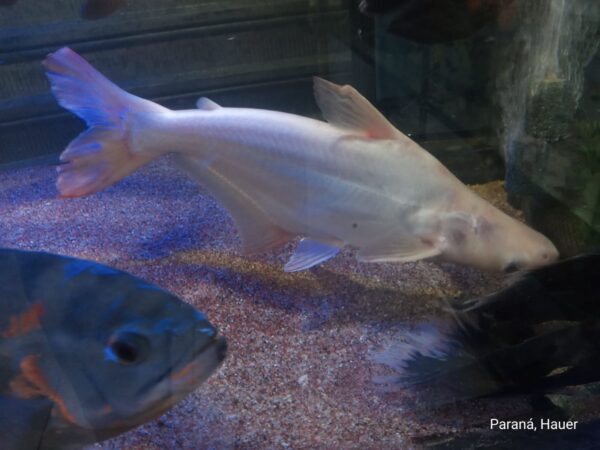 Pangasius Albino 30-40cm