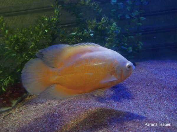 Oscar Red Ruby Albino 20-25cm
