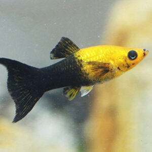 Molinesia Gold Black 2-4cm