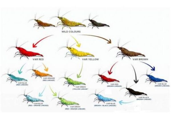Camarão Neocaridina