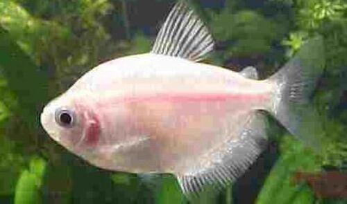 Tetra Rosa 3-4cm