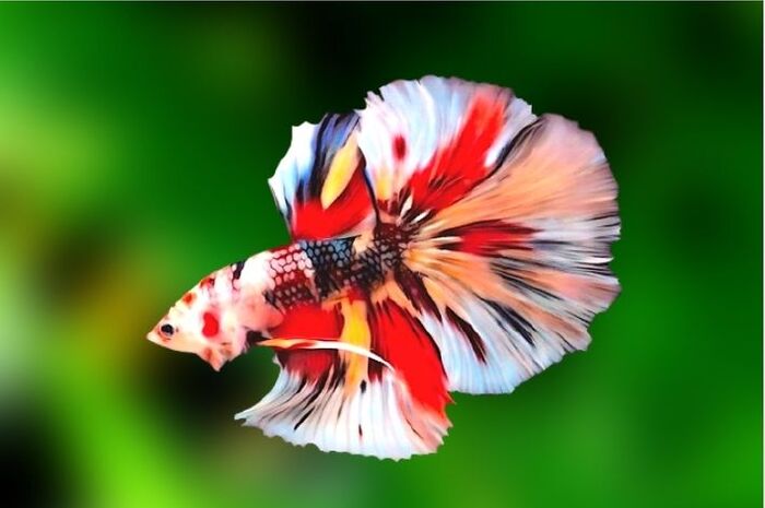 Betta Macho Koi 3-5cm