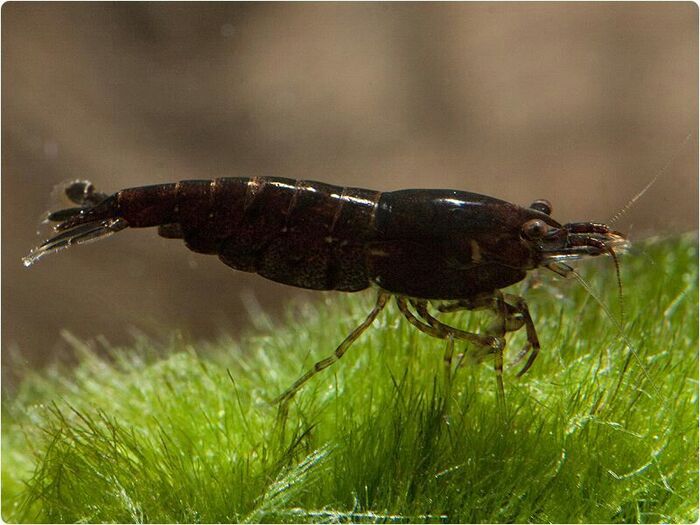 Camarao Neocaridina Black