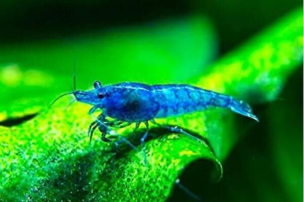 Camarão Neocaridina Blue1-2cm