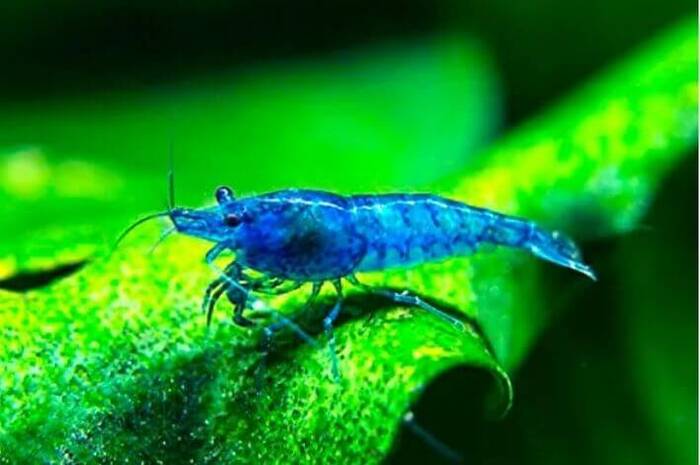 Camarão Neocaridina Azul
