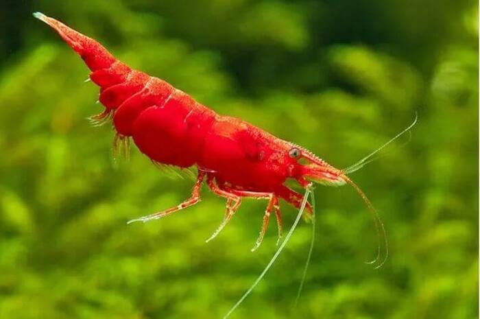 Camarao Neocaridina
