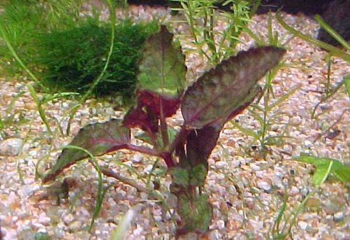 Hemigraphis Colorata