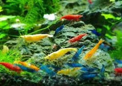 Camarão Neocaridina 1-2cm