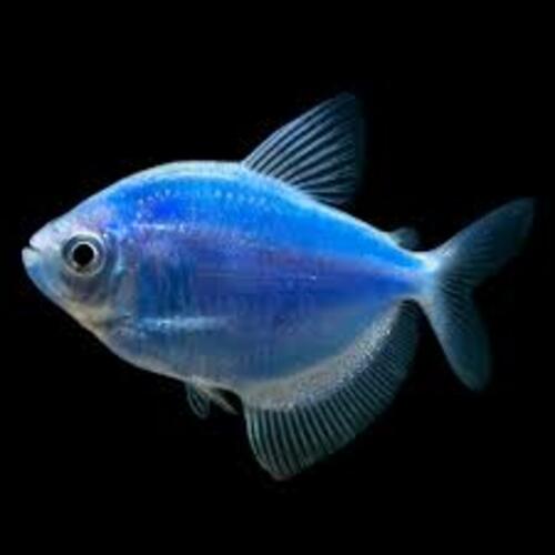 Tetra Monja Azul 3-4cm