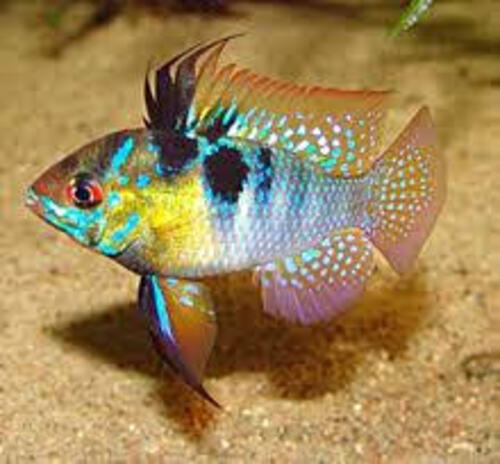 Ramirezi Comum 2-4cm
