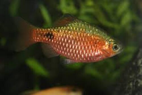 Barbo Rosado / Conchônio 2-4cm