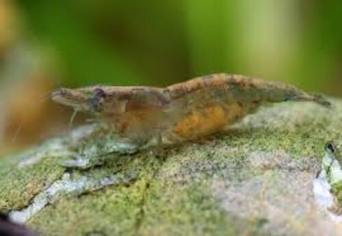 Camarao Neocaridina