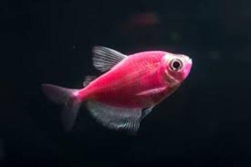 Tetra Monja Pink 3-4cm