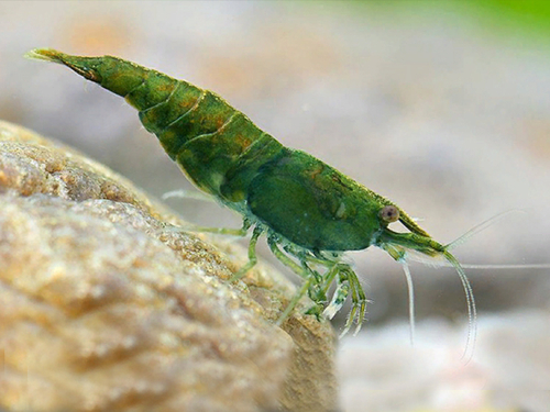 Camarao Neocaridina