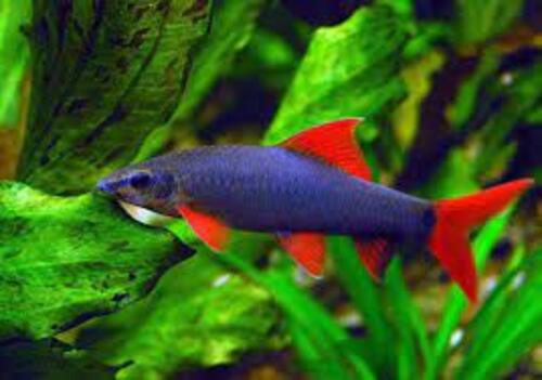 Labeo Frenatus 3-4cm