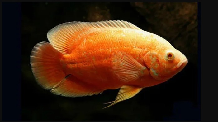Oscar Red Ruby Albino 20-25cm
