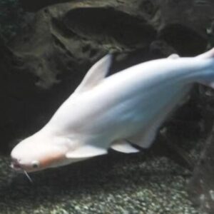 Pangasius Albino 30-40cm