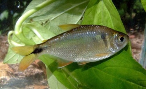 Lambari 2-4cm