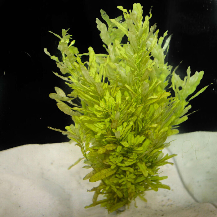 Ludwigia Green