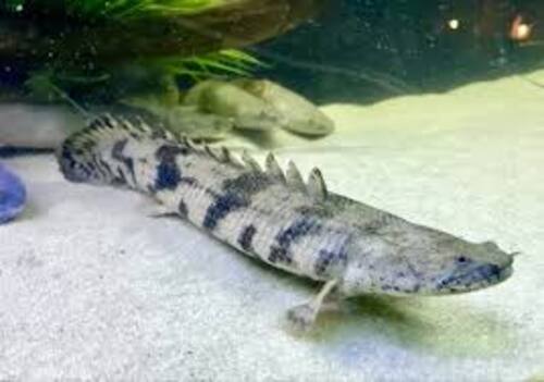 Polypterus Endlicheri