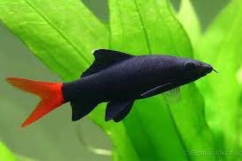 Labeo Bicolor 4-6cm