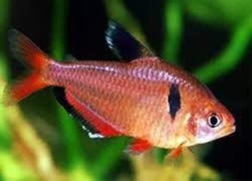 Tetra Mato Grosso 1-3cm