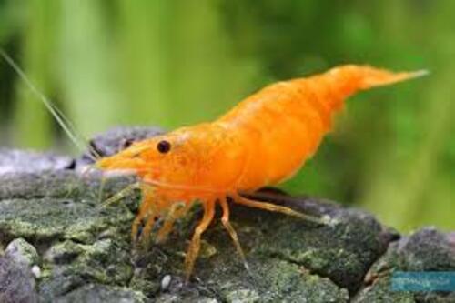 Camarao Neocaridina