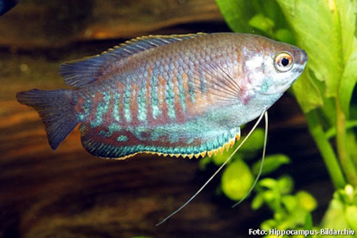 Colisa Labiosa 2-4cm