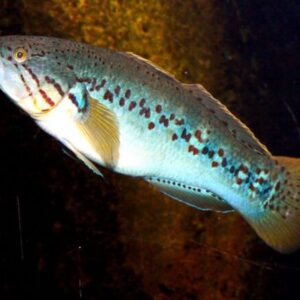 Goby Dorminhoco 3-6cm