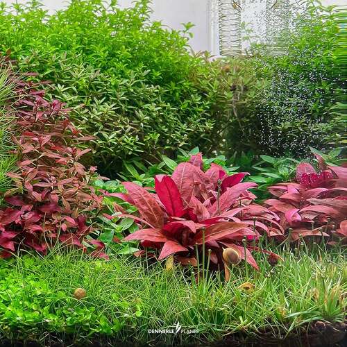 Alternanthera Mini Red