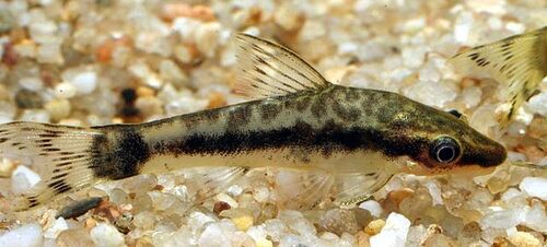 Otocinclus 2-4cm
