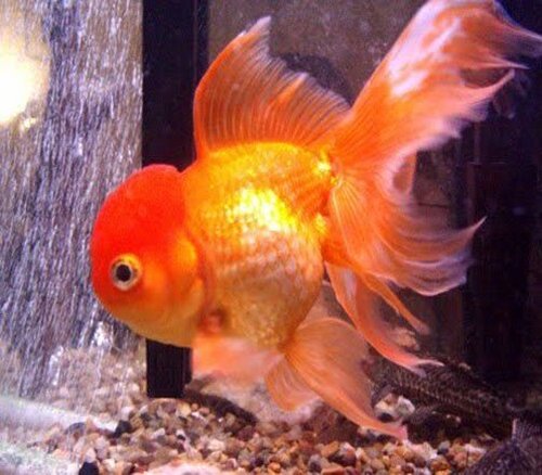 Kinguio Oranda 6-9cm