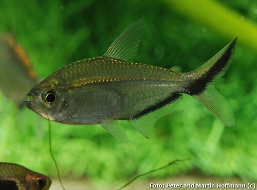 Tetra Fortuna 3-5cm