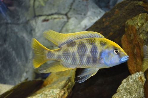 Venustus 3-6cm