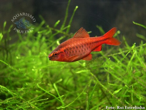 Barbo Titeia 2-3cm