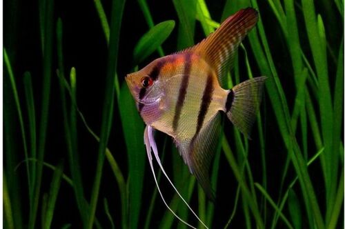 Acara Bandeira Falso Atum 5-6cm