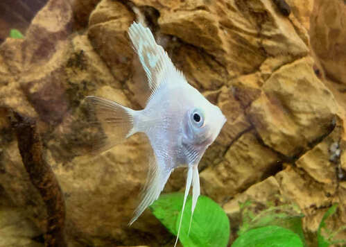 Acara Bandeira Platinum 3-4cm