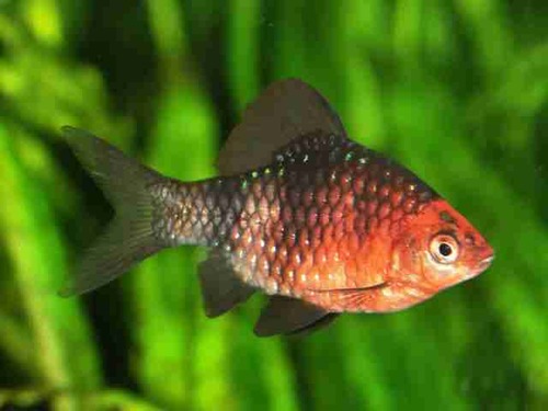 Barbo Rubi Negro 2-3cm