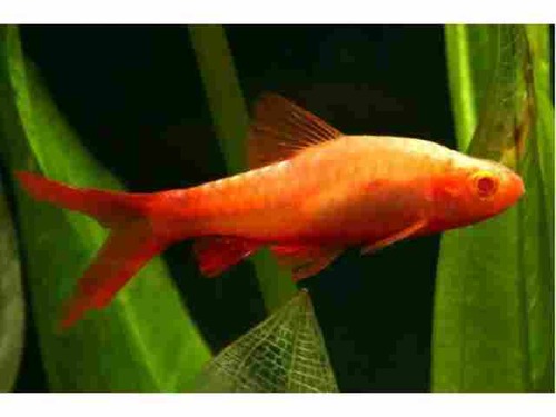 Barbo Titeia Albino 2-3cm