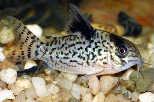 Corydora Agassizii 2-3cm
