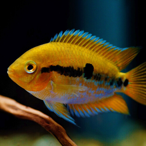 Herotilapia Multispinosa 4-8cm