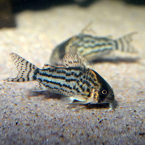 Corydora Schwartzi 2-3cm