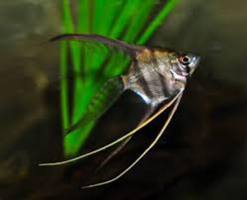 Acara Bandeira Veú 5-6cm
