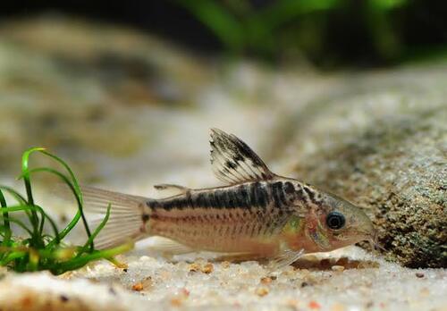 Corydora Elegans 2-3cm