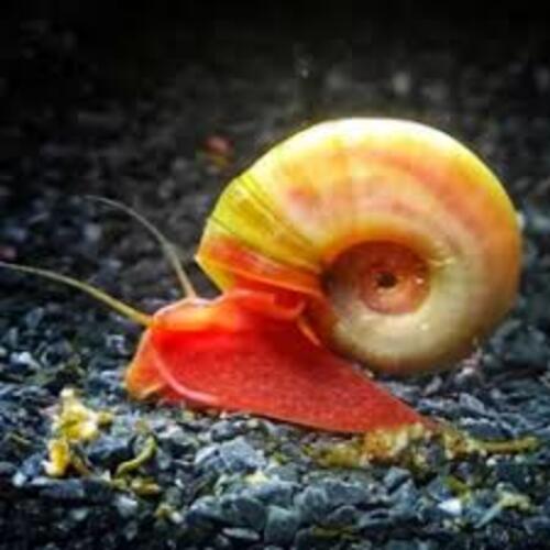 Caramujo Red Ramshorn 1-2cm